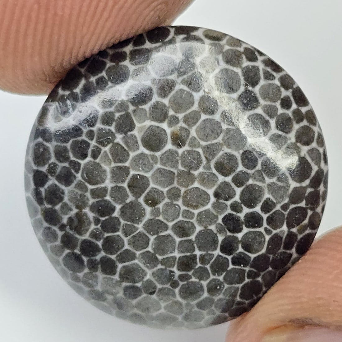 10.03 ct Natural Black Fossil Coral (1 of 3)