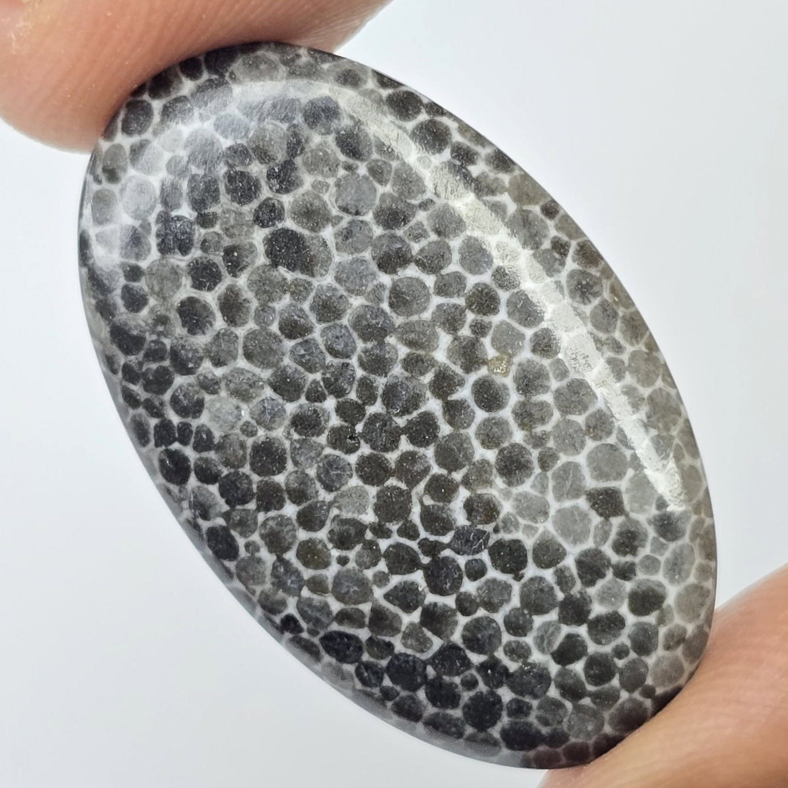 17.16 ct Natural Black Fossil Coral (1 of 2)