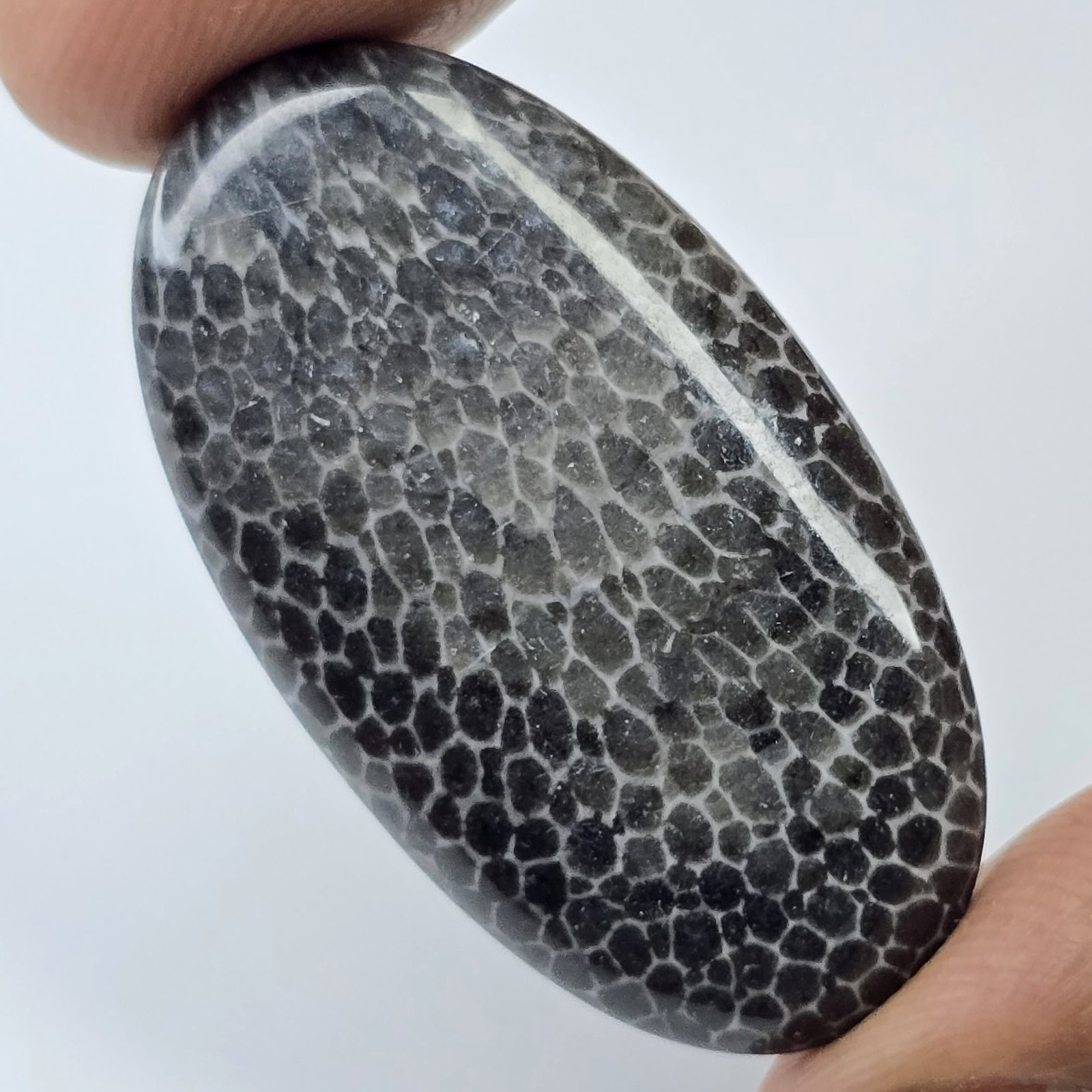 26.79 ct Natural Black Fossil Coral: Gemstones: Natural Fossil Coral /Carat Weights: 26.79 ct /Size or Dimensions: 35.50 X 19.70 X 4.80 mm Approx