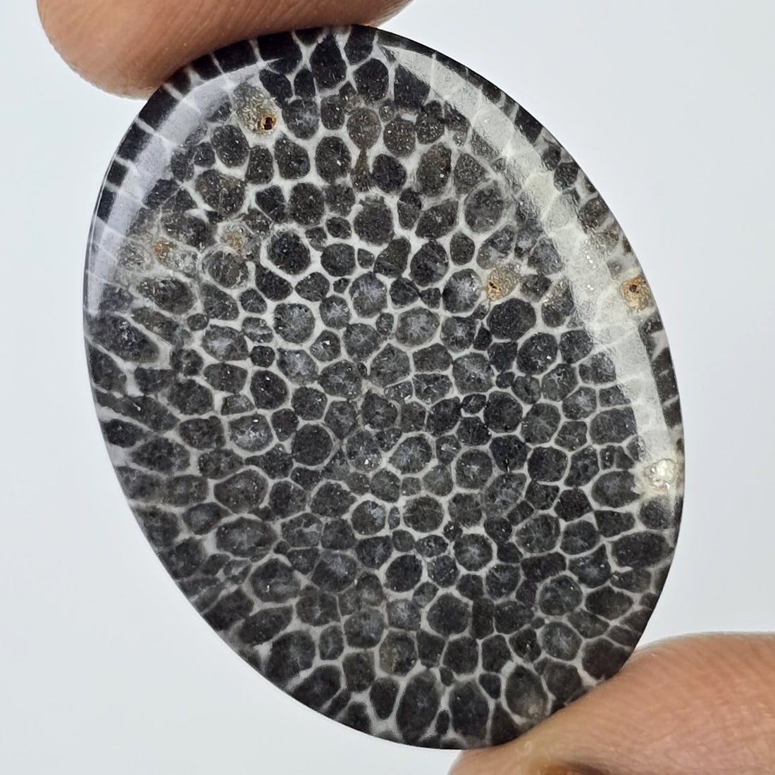 15.41 ct Natural Black Fossil Coral: Gemstones: Natural Fossil Coral /Carat Weights: 15.41 ct /Size or Dimensions: 30.30 X 22.60 X 3 mm