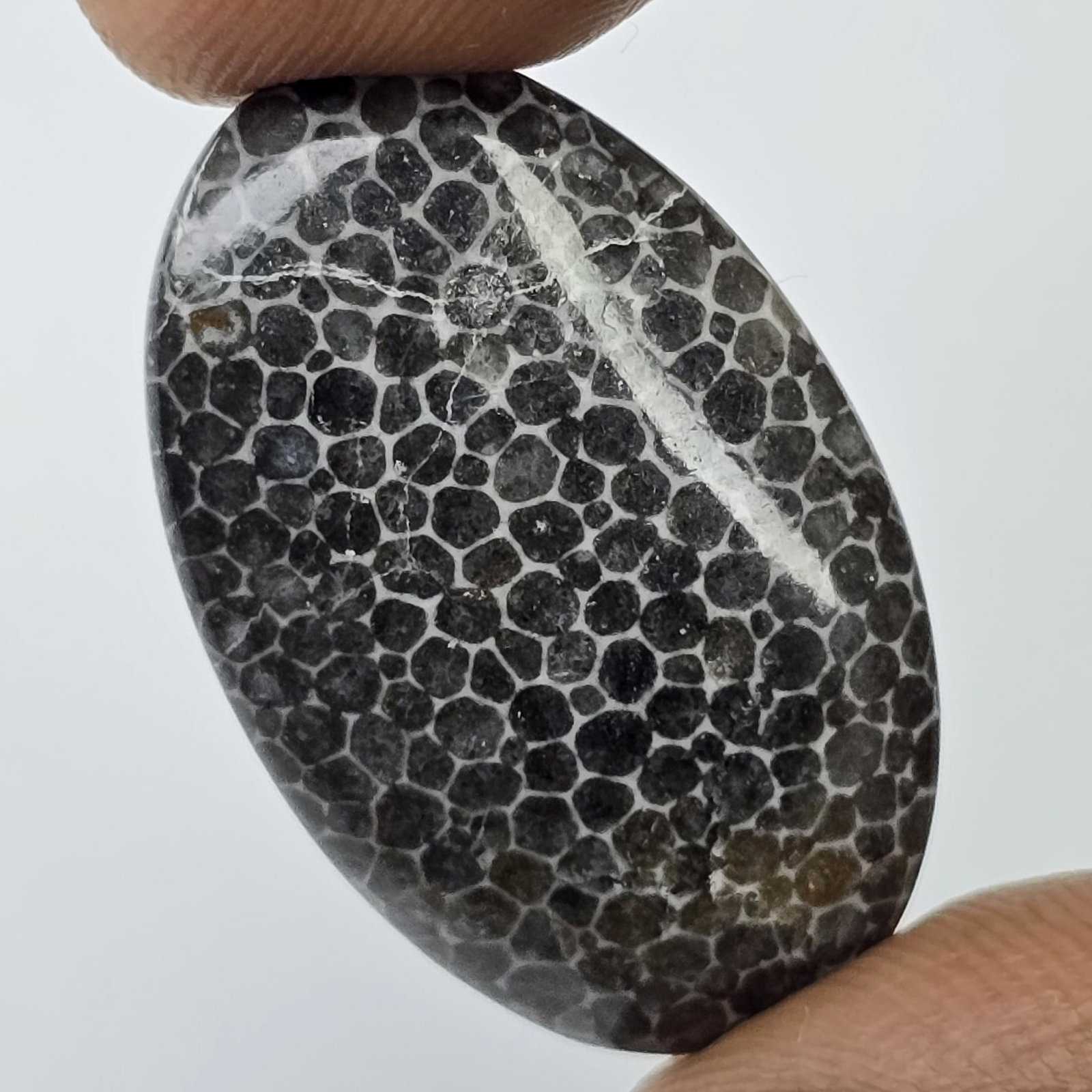 15.88 ct Natural Black Fossil Coral: Gemstones: Natural Fossil Coral /Carat Weights: 15.88 ct /Size or Dimensions: 29 X 18 X 4.40 mm