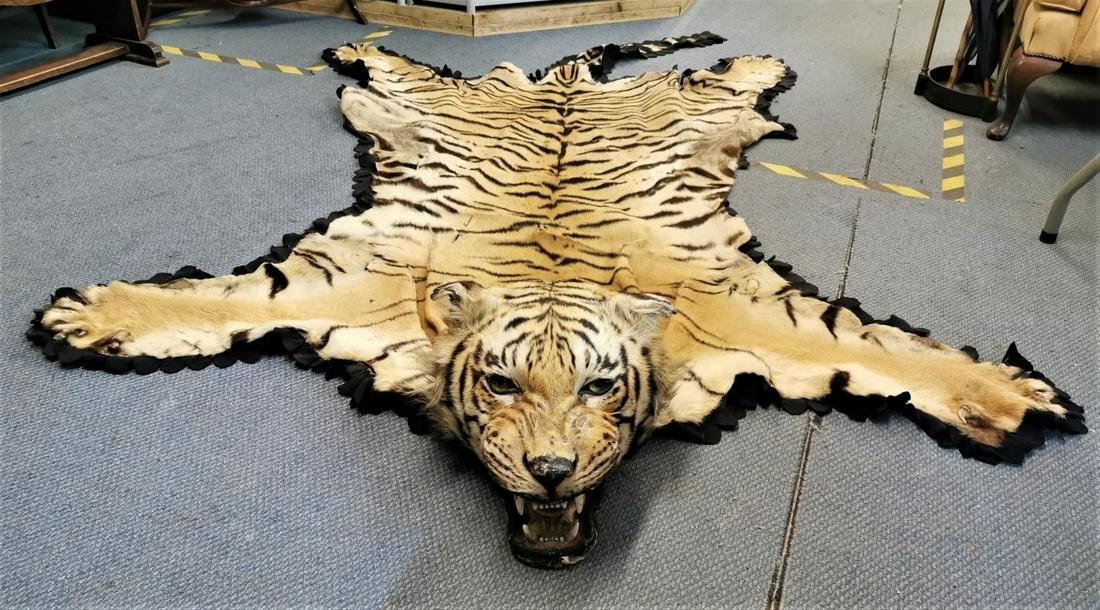 An early 20th century taxidermy Bengal Tiger (Panthera: An early 20th century taxidermy Bengal Tiger (Panthera tigris tigris) rug with head mount, with open jaw with snarling pose, mounted on a canvas backing, hunted in the 1930s, (with image of the photo