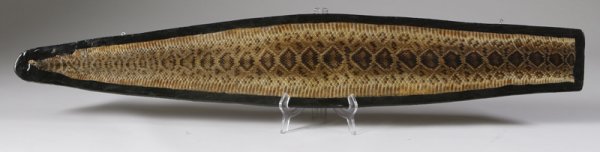 Taxidermy Rattlesnake Skin