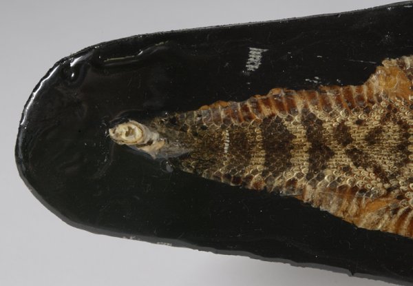 Taxidermy Rattlesnake Skin - 2