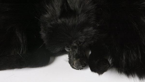 Collection Of 5 Mink Shawls - 2