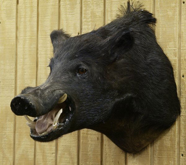 456: Wild Boar Head Taxidermy Mount