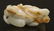 764: Chinese Qing White & Russet Jade Foo Lion - 3