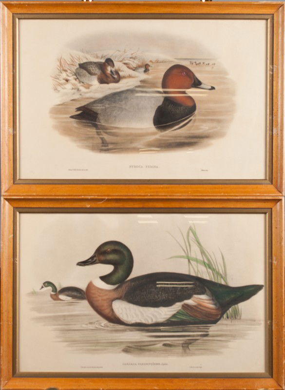 Pr. Of J. Gould & H.C. Richter Duck Lithographs: Includes "Casarca Tadornoides," and "Nyroca Ferina." Both framed behind glass, 16.25" H x 23.75" W. Some toning to paper and wear to frames.