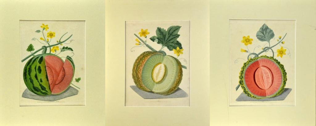 (3) G. Brookshaw Hand-colored Aquatints: Each litho depicting a different types of melon, and having different plate number, 12" H x 9" W sight, 18" H x 16" W matted, George Brookshaw (1751-1823) British painter, circa mid-18th century. Cond