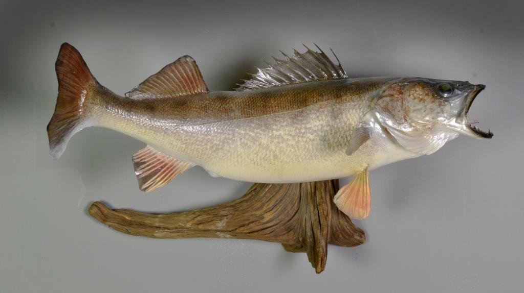 An American Walleye Mount: Mounted as a walleye on a branch with open mouth, walleye is 22.5"L.
