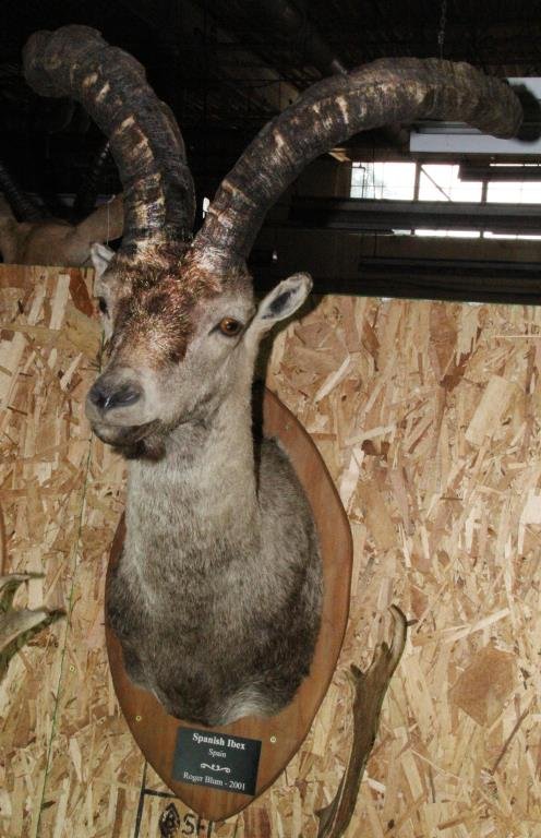 Spanish Ibex Taxidermy Mount: A fine taxidermy shoulder mount shot by Roger Blum dated 2001, measurements: horns 20"L, inside beam 22"W, overall 38"H x 23"D. From the private collection of the late Roger Blum, an avid big-game tro
