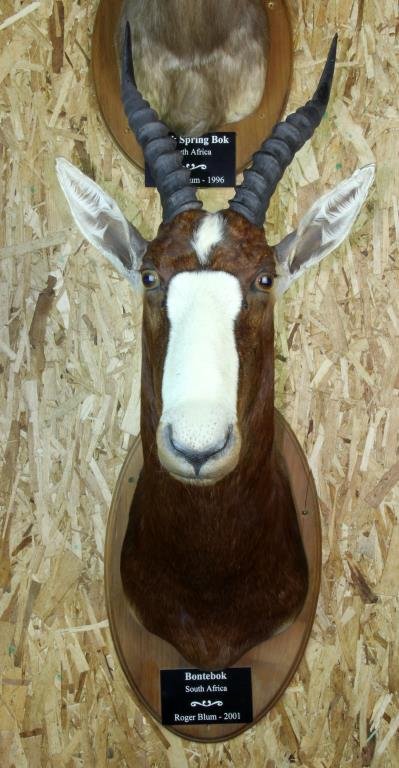 South African Bontebok Taxidermy Mount: A fine taxidermy shoulder mount shot by Roger Blum dated 2001, measurements: 12"L, inside beam 9.5"W, overall 31"H x 22"D. From the private collection of the late Roger Blum, an avid big-game trophy h