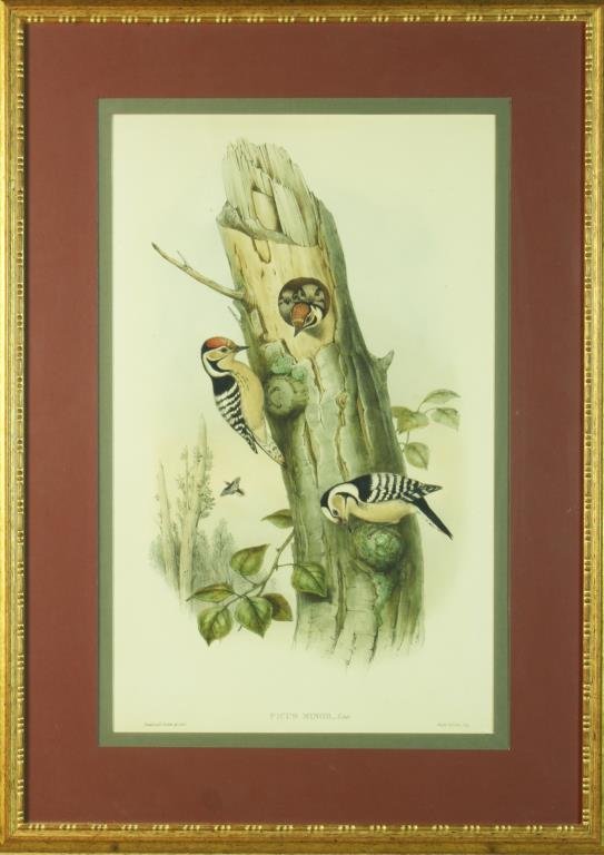 (2) J. Gould and H.C. Richter Bird Lithographs Nov 16, 2013 Midwest