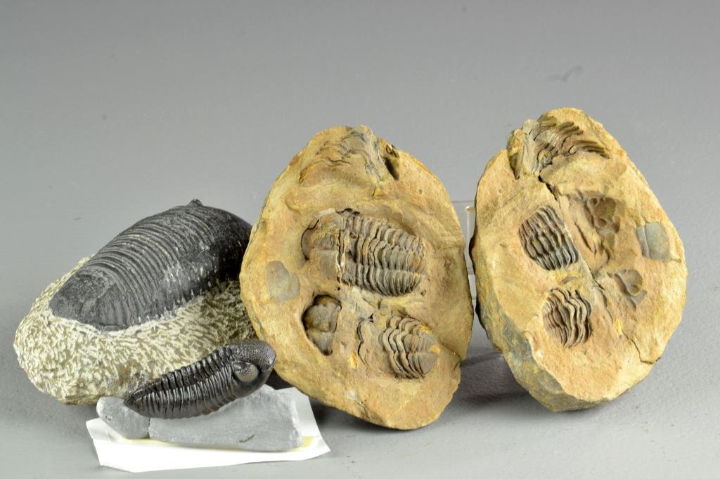 (3) Pcs Prehistoric Trilobite Specimens: To include a one box-mounted Middle Devonian Age specimen found in Ohio, a large stone fossil, and a two-piece stone with specimens inside. Largest measures 6.25"W. Private collection of an Adrian, Mi