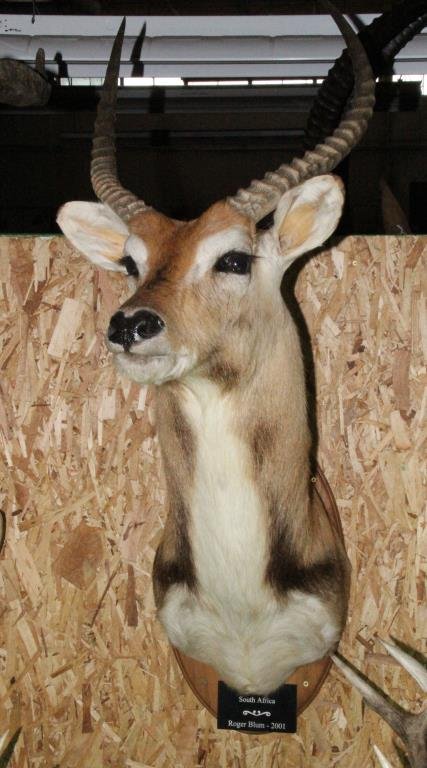 South African Lechwe Taxidermy Mount: A fine taxidermy shoulder mount shot by Roger Blum dated 2001, measurements: horns 18"L, inside beam 11.5"W, overall 42"H x 26"D. From the private collection of the late Roger Blum, an avid big-game t