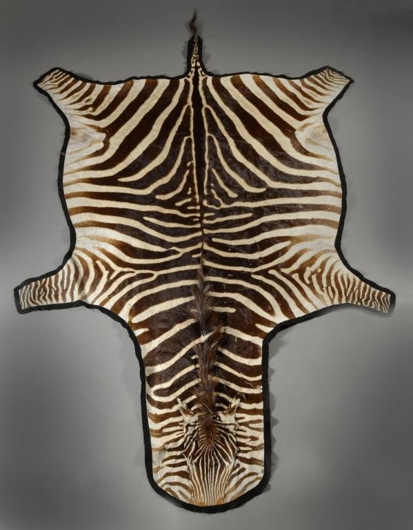 A Taxidermy Zebra Hide Rug: The hide mounted on black felt, measures approximately 97"L x 74"at widest point. Condition, with areas of wear and losses.