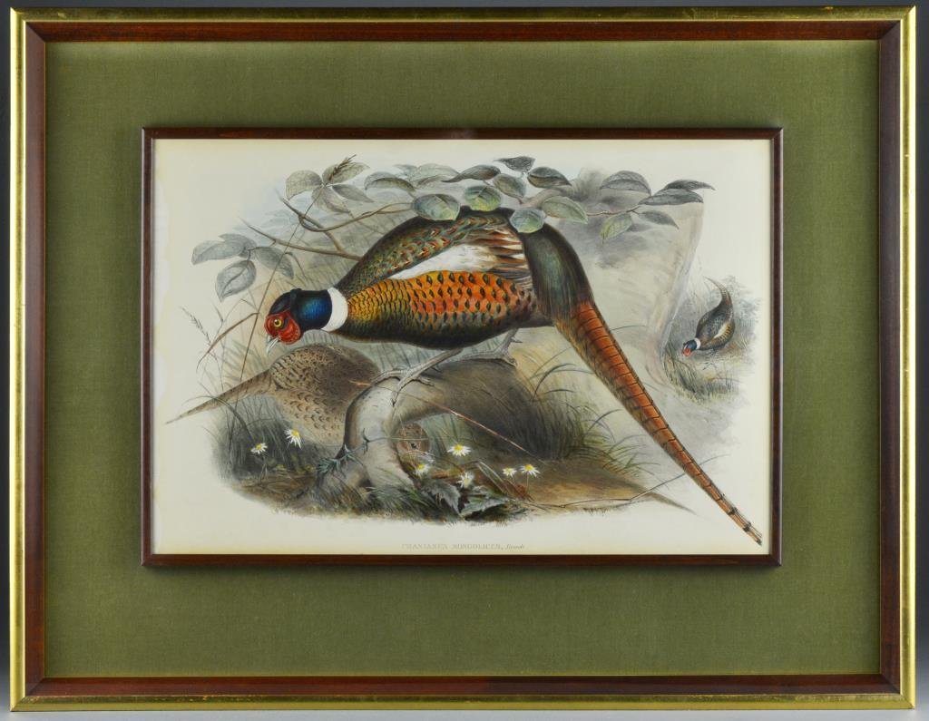 John Gould Hand Colored Lithograph: Titled "Phasianus Mongolicus Brandt", (Pheasants) mounted in a mahogany frame and set within a shadow box gilt and mahogany display, image measures 13.875" H x 20.75"W, overall 23.5"H x 30.375"W. With