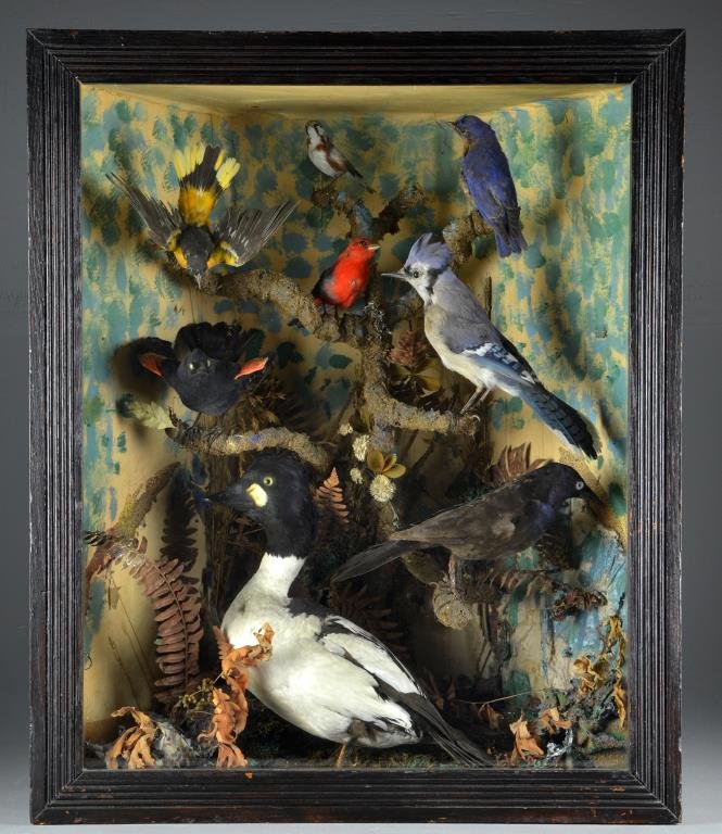 Large 19th C. Aviary Taxidermy Shadow Box: Originally displayed at the Joe Bedore Hunt Club on Harsen's Island circa 1897, Detroit Conservation Club, contains a taxidermy Chestnut Sided Warbler, Eastern Blue Bird, Scarlet, Baltimore Oriole, Re