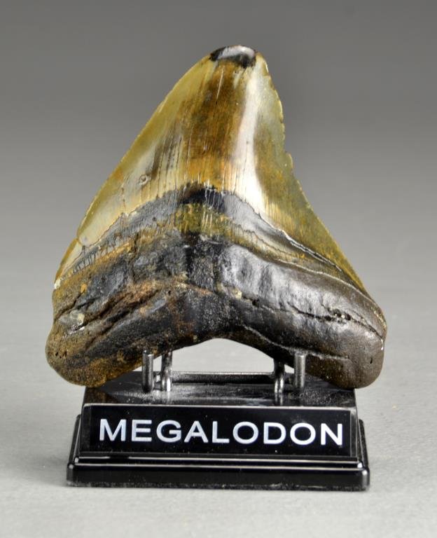 Megalodon Fossilized Shark Tooth: Measures approximately 5"L X 4.5"W, Megalodon sharks could reach lengths of up to 60 feet, this tooth size corresponds to a jaw size of approximately 6.5 feet high X 8 feet wide, circa 2-25 million ye