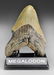 Megalodon Fossilized Shark Tooth - 4