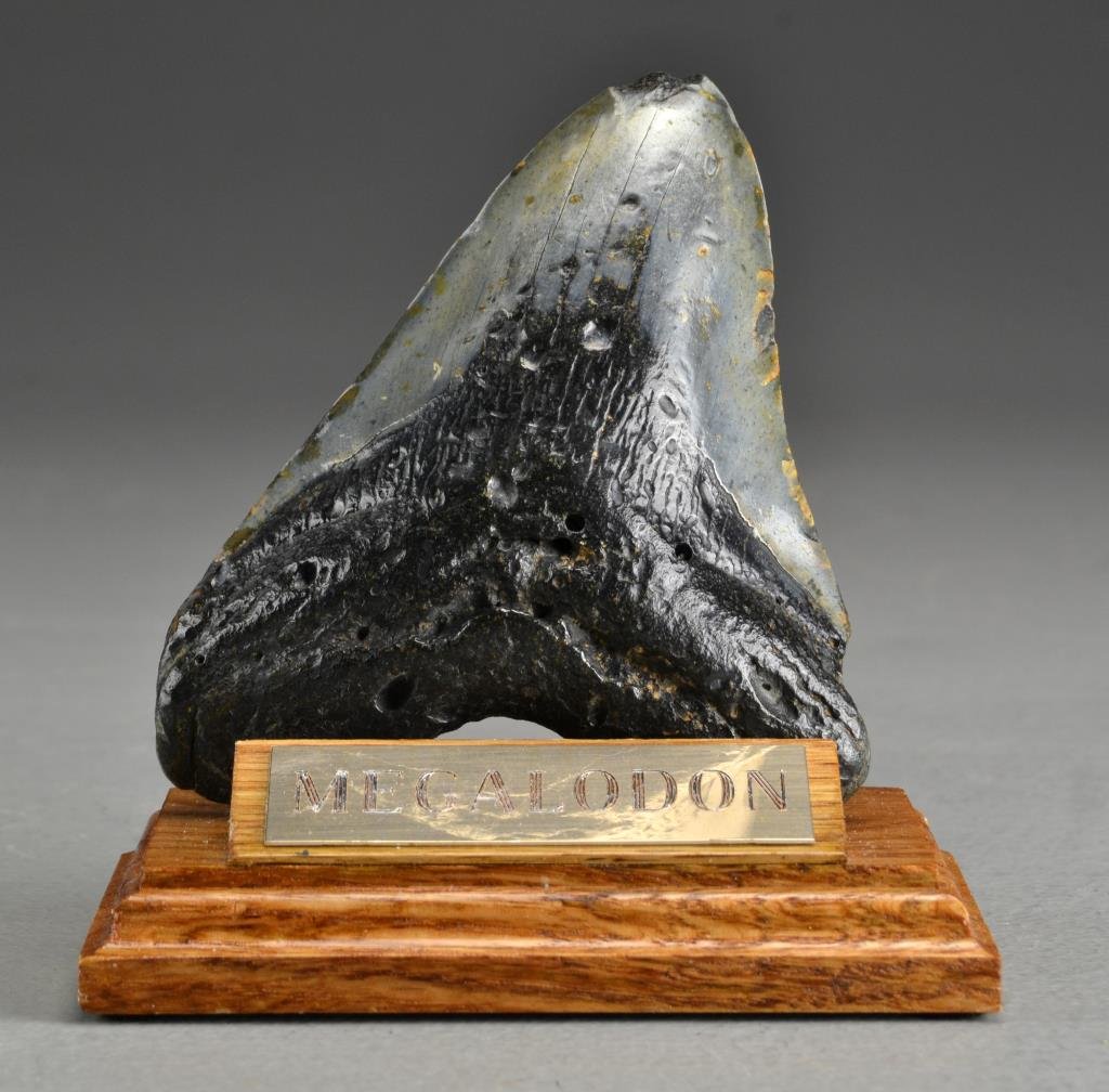 Megalodon Fossilized Shark Tooth: Measures approximately 5.5"L X 4"W, Megalodon sharks of the Miocene and Pliocene periods could reach lengths of up to 75 feet, this tooth size corresponds to a jaw size of approximately 10 feet high X