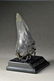 Megalodon Fossilized Shark Tooth - 2