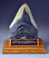 Megalodon Fossilized Shark Tooth