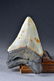 Megalodon Fossilized Shark Tooth - 2