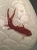 Chinese Copper Red Fish Vase - 3