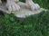 Statue Renaissance Lion, Antonio Canova style 1900s - 8