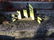 French art scuptures Commercy 20th century Lorraine - 17