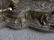 French antique Coat-Hanger from Artiste A.Corneau 19thC - 7