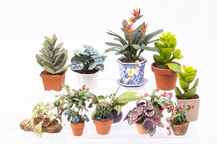 Cactus, Tropical & Succulents