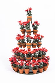 Christmas Poinsettia in Towered Display