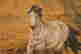 item-86996465=4