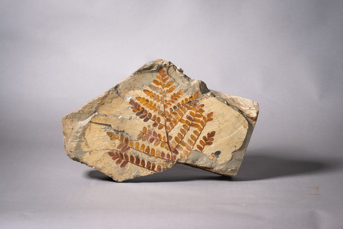 Neuropteris sp. (1 of 1)