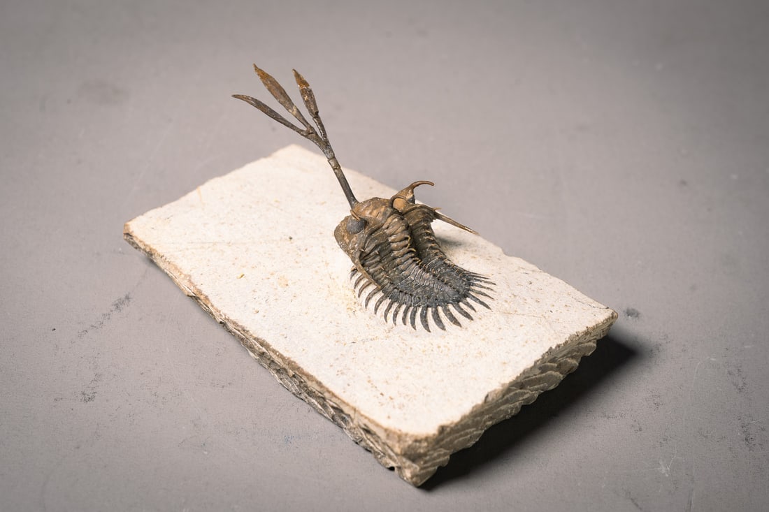 Walliserops sp. (1 of 1)