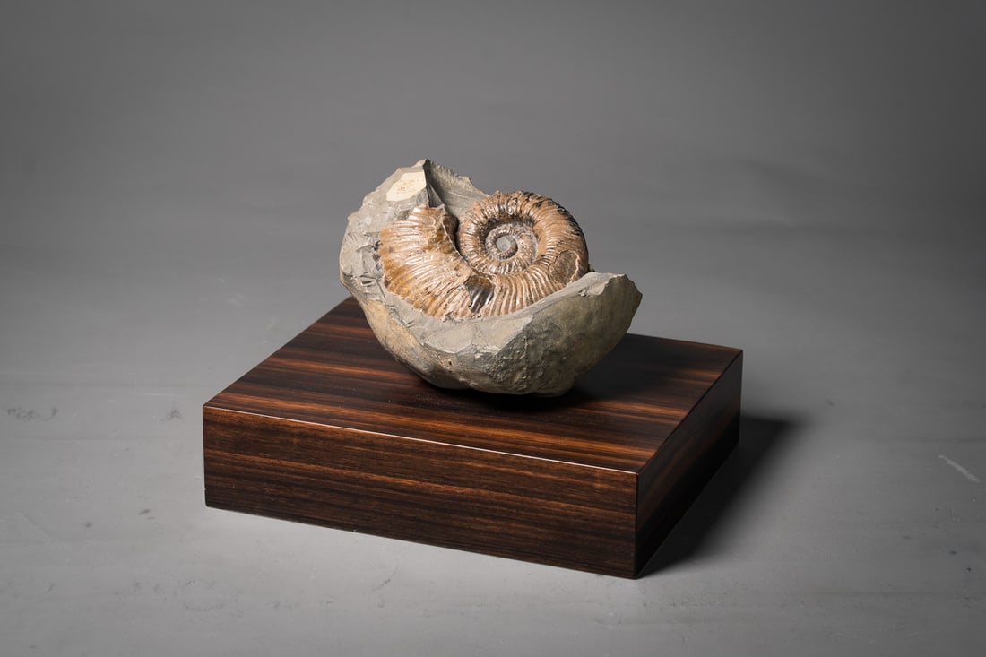 Australiceras sp. (1 of 1)