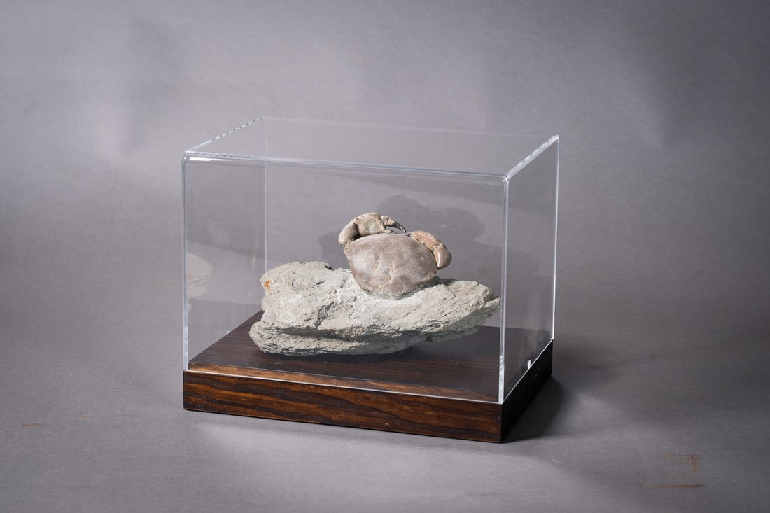 Harpactocarcinus sp. (1 of 1)