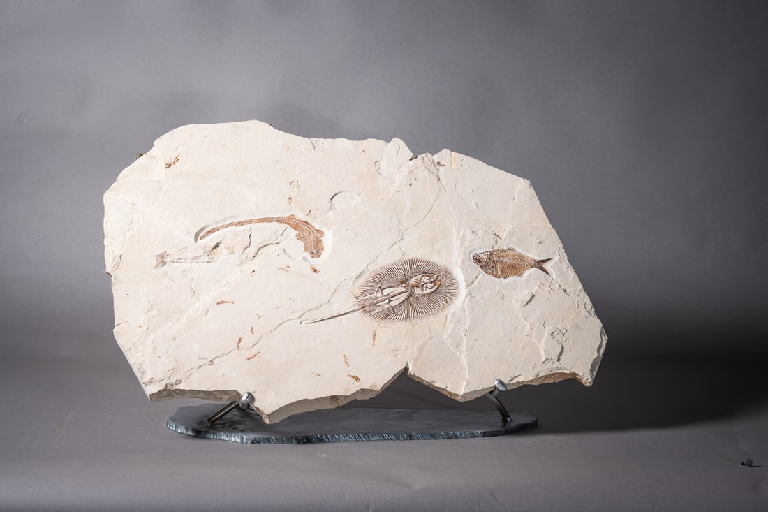 Pararhincodon lehmani?y Cyclobatis sp.?y Diplomystus birdi: 品名(title):中生代 白堊紀 列氏副鯨鯊、鰩魚、似鳥雙頜鯡。ॲ
