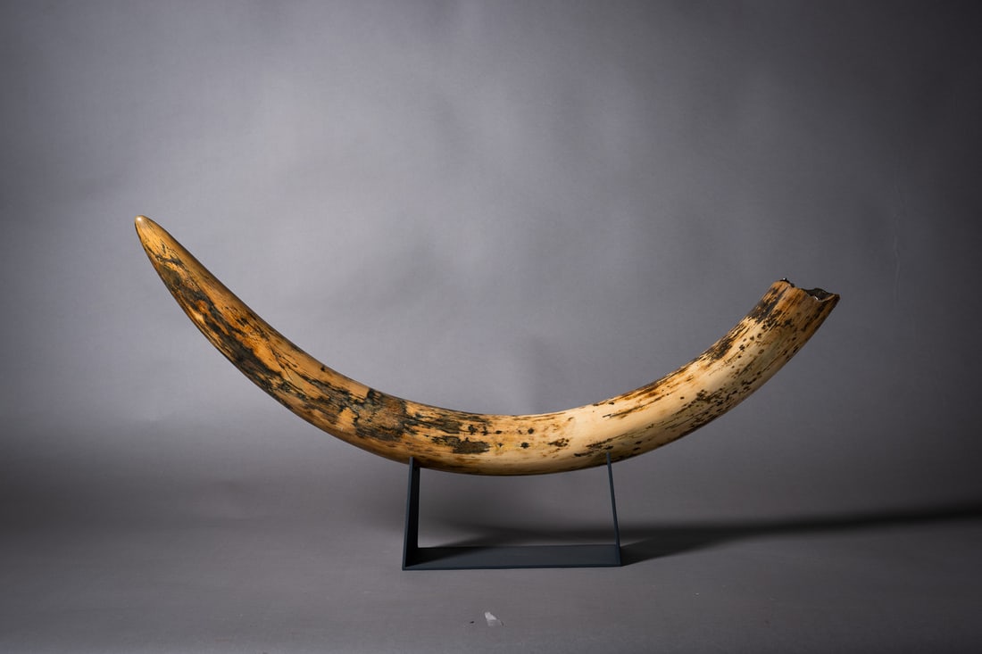 Mammuthus sp. (1 of 1)