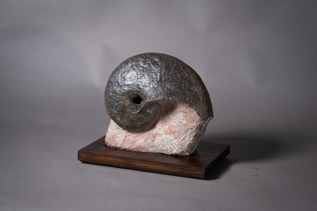 Cenoceras sp.: 品名(title):中生代 侏羅紀 新生角石。年代(Age): Jurassic 183-176 Ma。 尺寸:30 cm