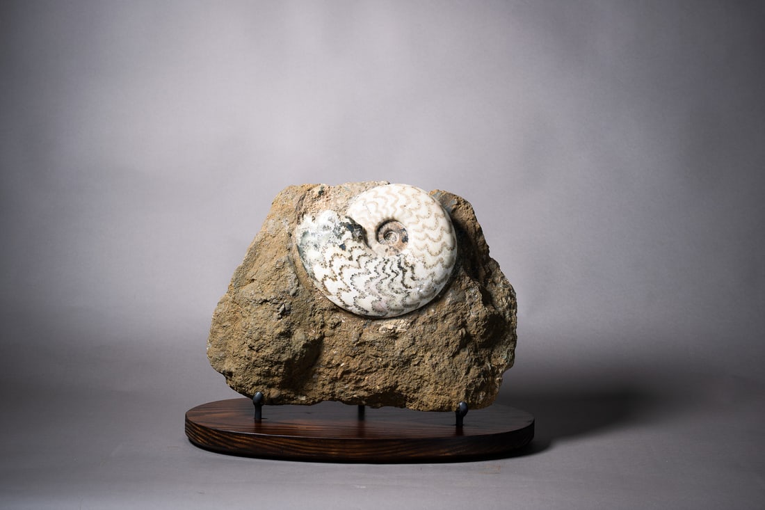 Eparietites impendens: 品名(title):中生代 侏羅紀 上白羊菊石。年代(Age): Jurassic 183-176 Ma。 尺寸:43.5 cm