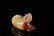 A small and exquisitecarved white jade - 3
