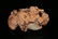 A finely carved white jade 'bird' decoration - 4