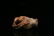 A carved white and russet jade 'buffalo' ornament - 3