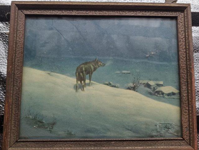 wolf: wolf