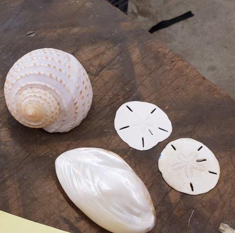 Sea Shells Sand Dollars: Sea Shells Sand Dollars