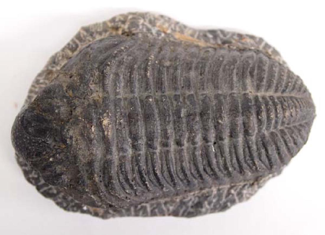 Large Trilobite Fossil (1 of 4)