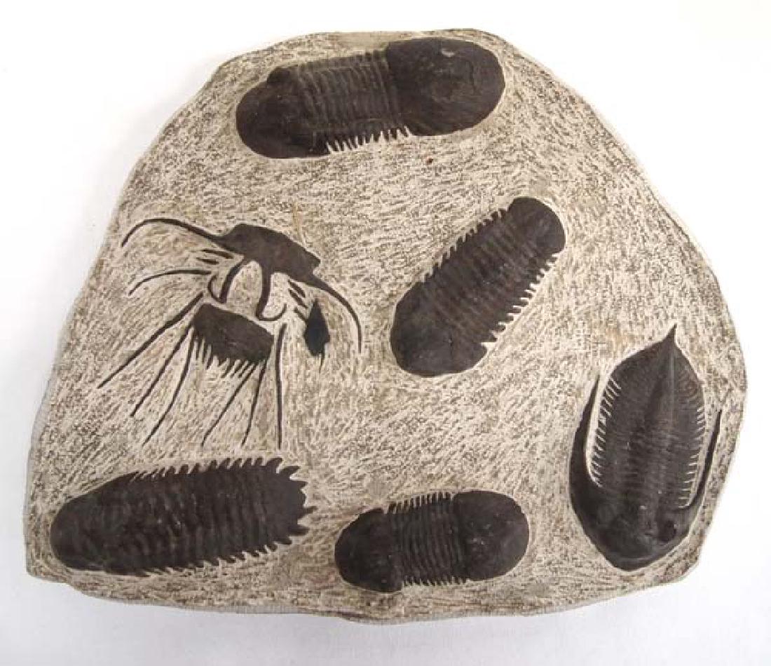6 Trilobite Fossil Display (1 of 2)